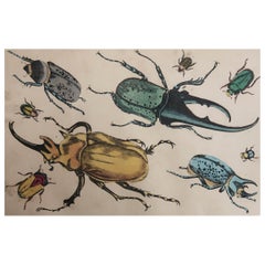 Original Antique Print of Beetles, 1847, 'Unframed'