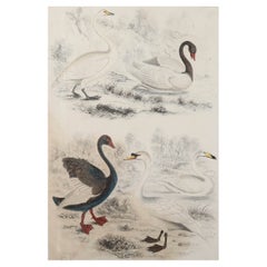Large Original Antique Natural History Print, Swans, circa 1835