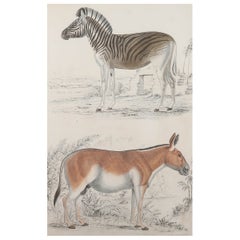 Large Original Antique Natural History Print, Zebra, circa 1835
