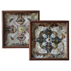 19th Century Pair of Taxidermy Butterfly & Beetle Display Show Cases