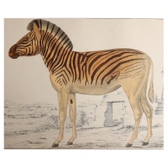 Original Antique Print of a Zebra, 1847, 'Unframed'