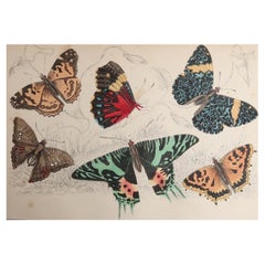 Original Antique Print of Butterflies, 1847, Unframed