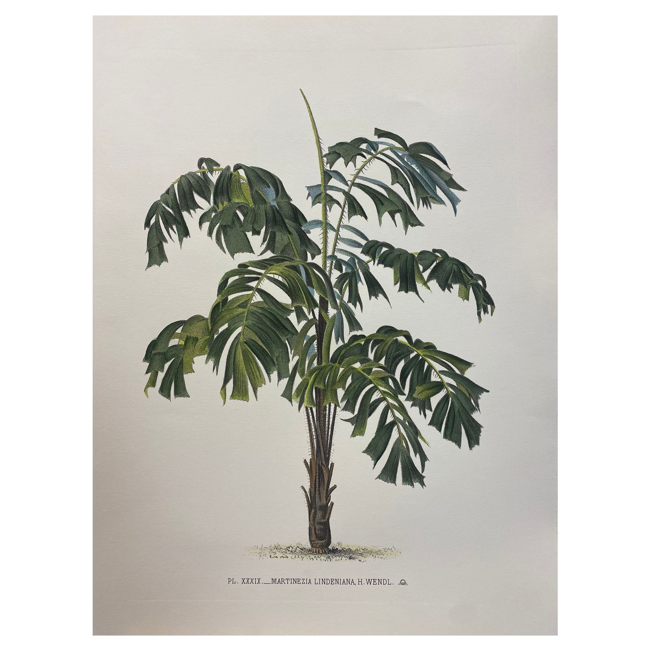 Italian Contemporary Hand Painted Botanical Print "Martinezia Lindeniana" 1 of 2 For Sale
