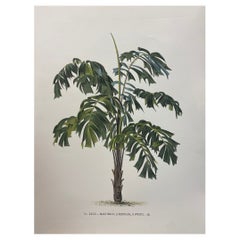 Italian Contemporary Hand Painted Botanical Print "Martinezia Lindeniana" 1 of 2