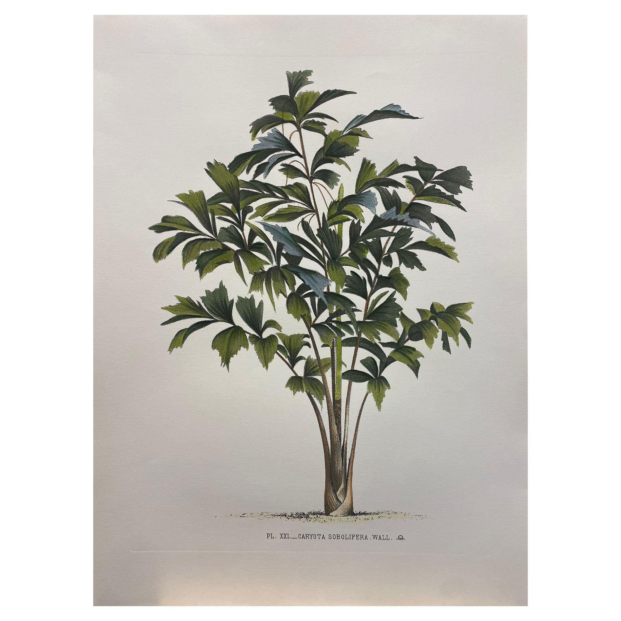 Italian Contemporary Hand Painted Botanical Print "Caryota Sobolifera", 2 of 2 For Sale