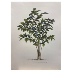 Italian Contemporary Hand Painted Botanical Print "Caryota Sobolifera", 2 of 2