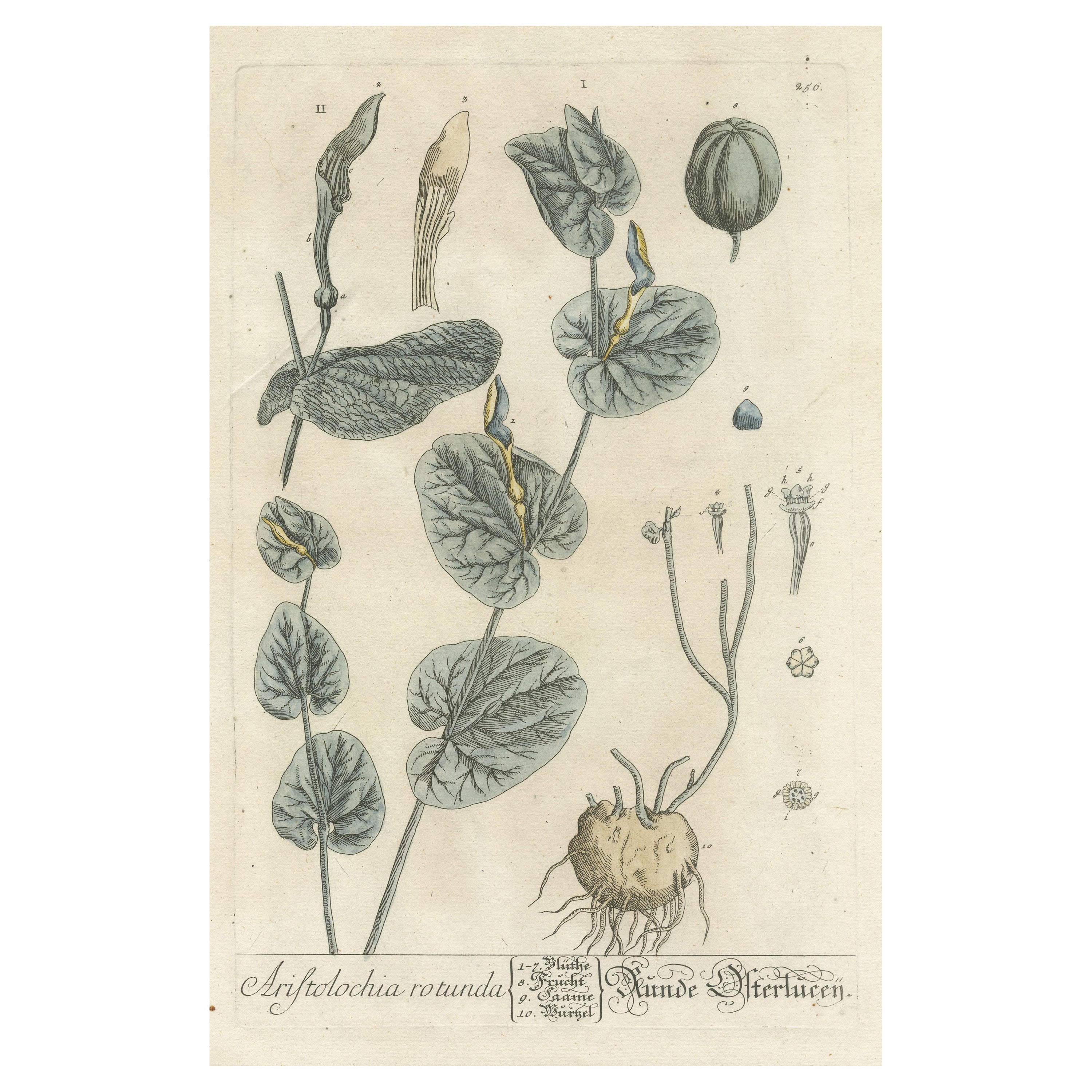 Impression botanique ancienne d'Aristolochia Rotunda