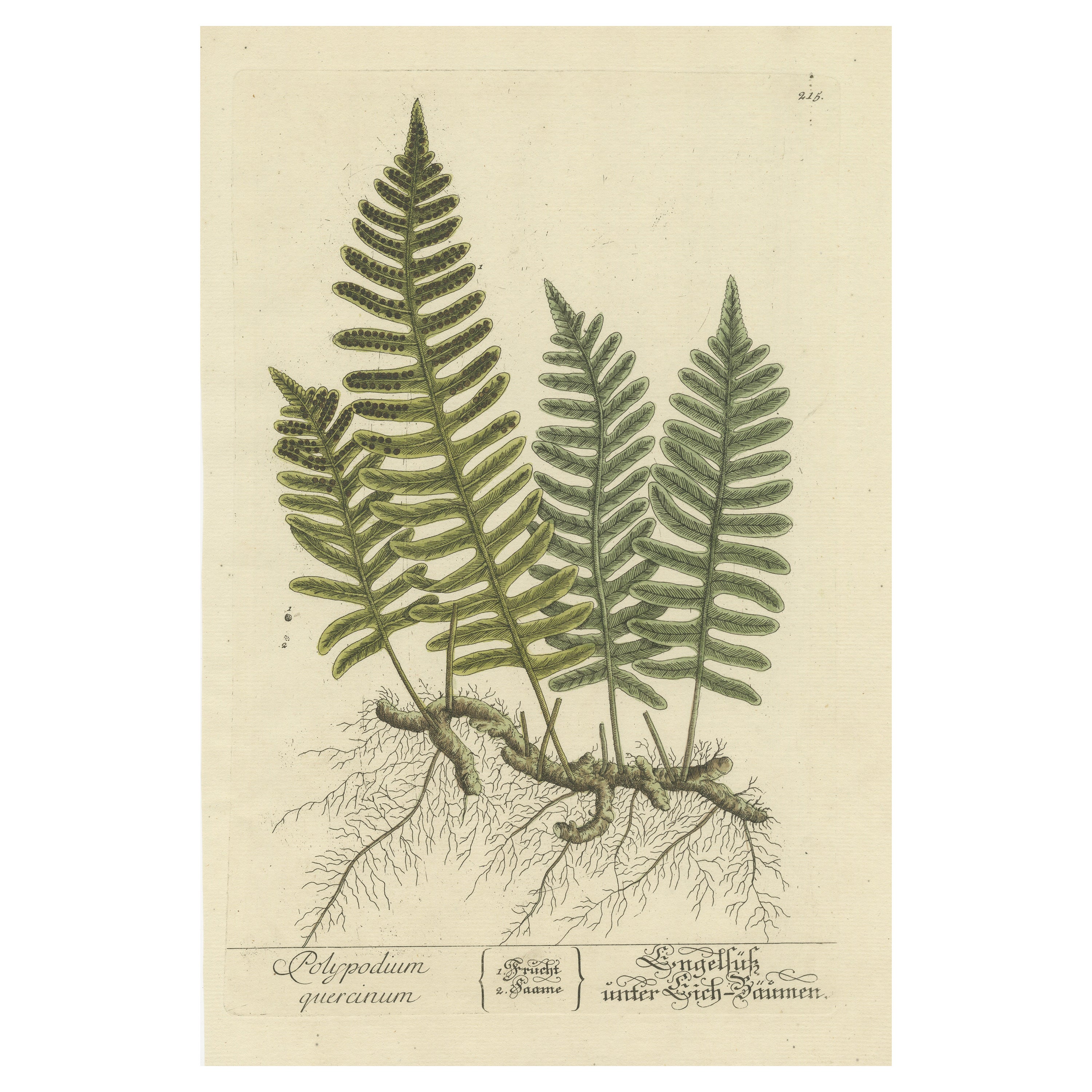 Antique Botanical Print of Polypodium Quercinum For Sale