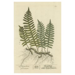 Impression botanique ancienne de Quercinum en polypodium