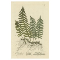 Antiker botanischer Druck des Polypodium Quercinum