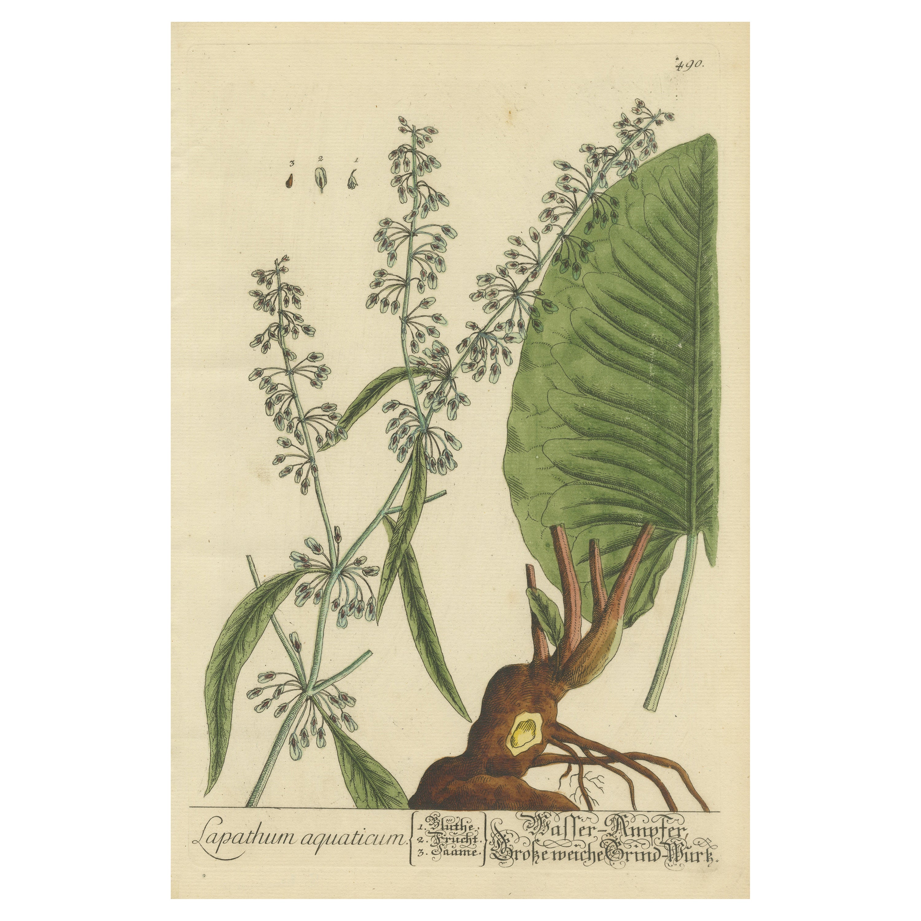 Antiker botanischer Druck von Rumex Aquaticus