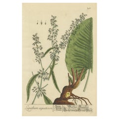 Antique Botanical Print of Rumex Aquaticus
