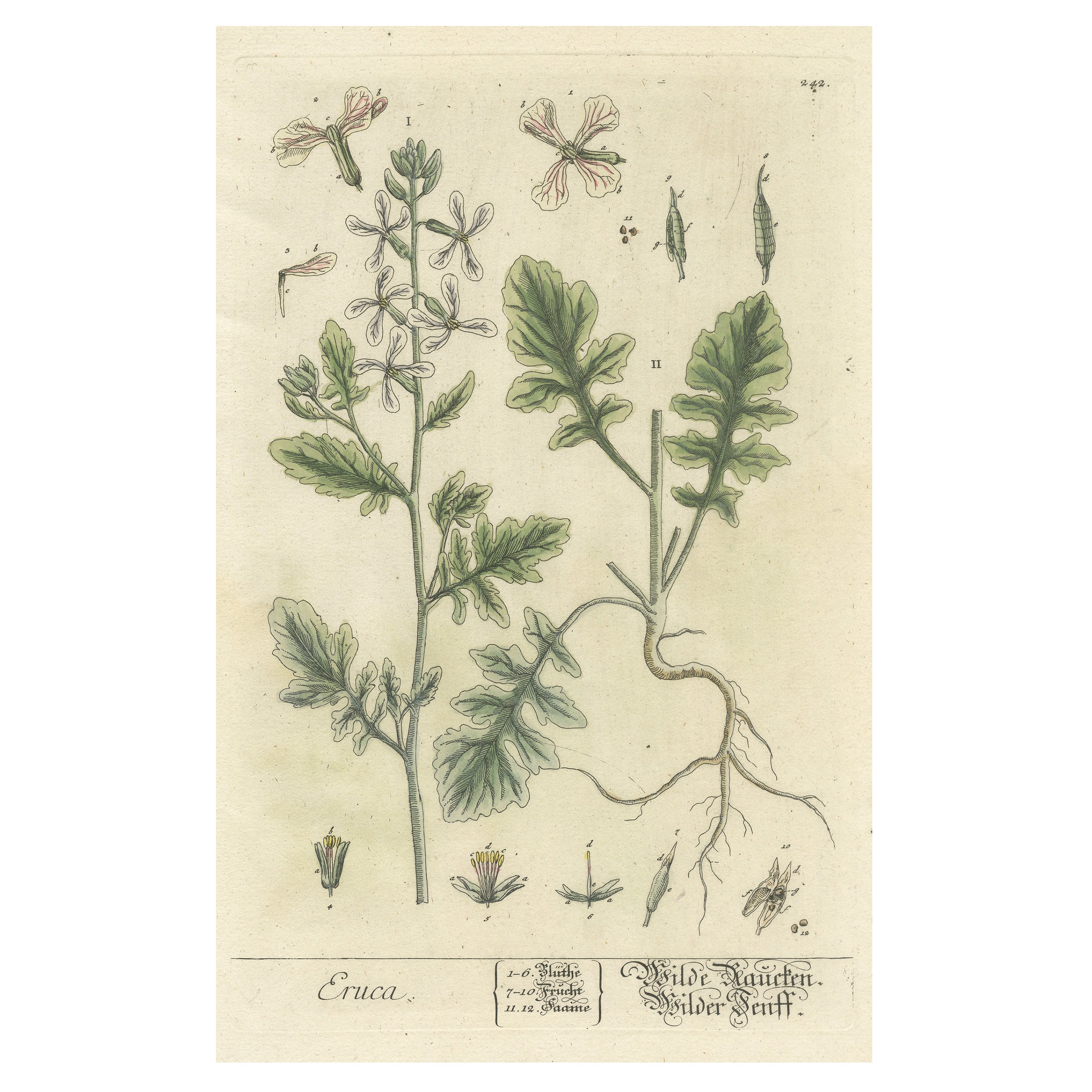 Antique Botanical Print of Eruca For Sale