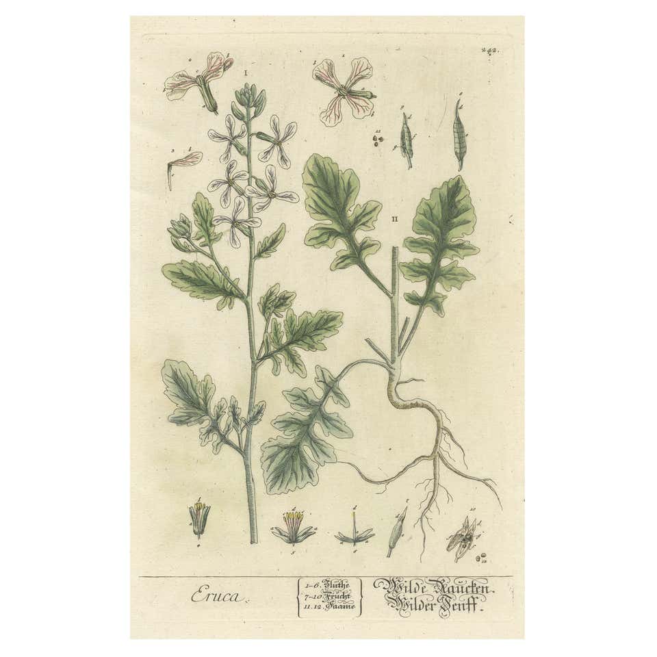 Antique Botanical Print of the Lampranthus Spectabilis or Trailing ...