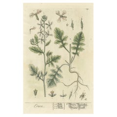 Antique Botanical Print of Eruca