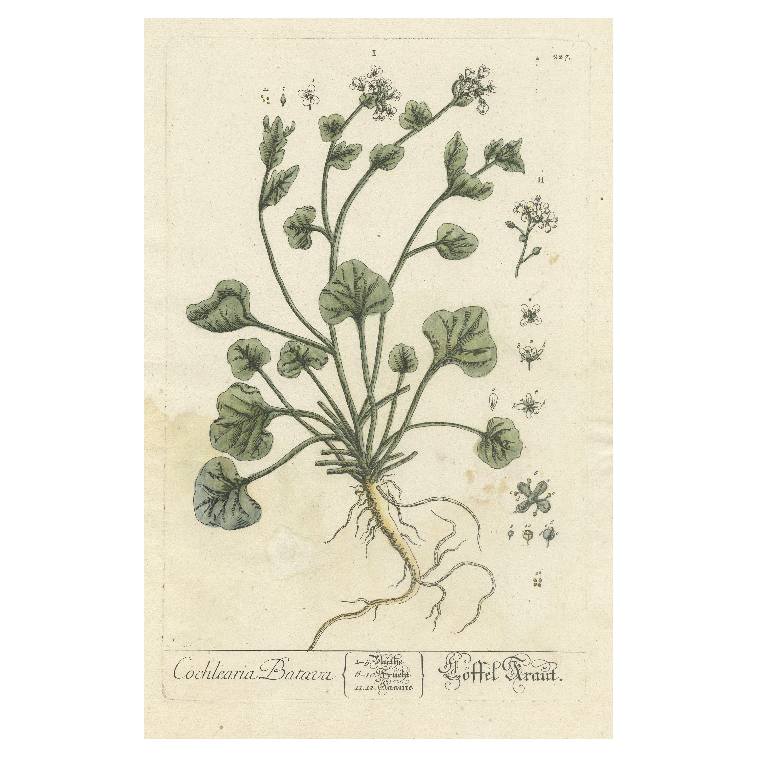 Antique Botanical Print of Cochlearia Officinalis For Sale