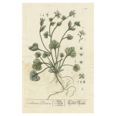 Antique Botanical Print of Cochlearia Officinalis