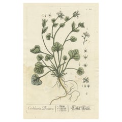 Impression botanique ancienne de Cochlearia Officinalis