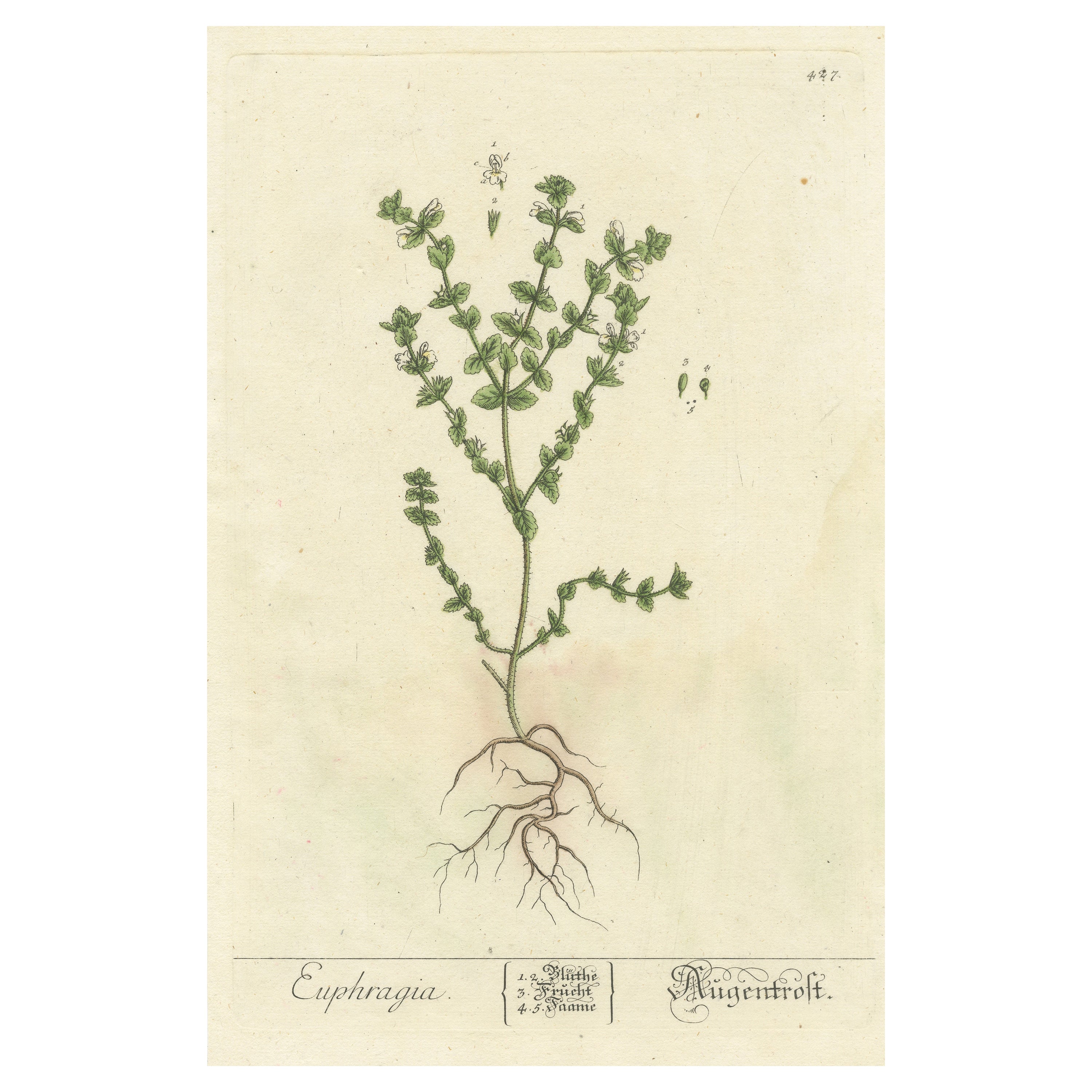 Antique Botanical Print of Euphrasia For Sale