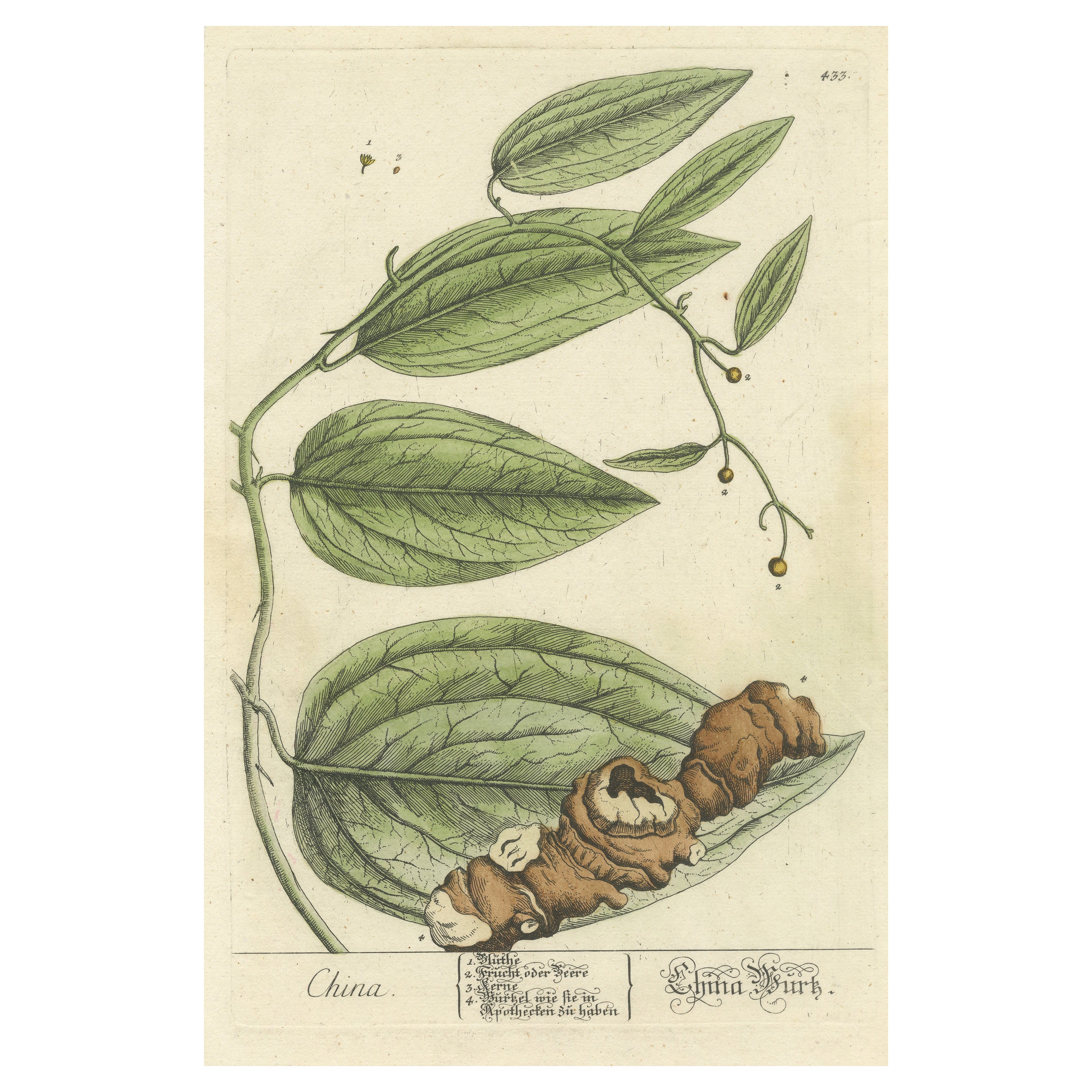 Antique Botanical Print of Chinaroot For Sale