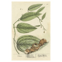 Antique Botanical Print of Chinaroot