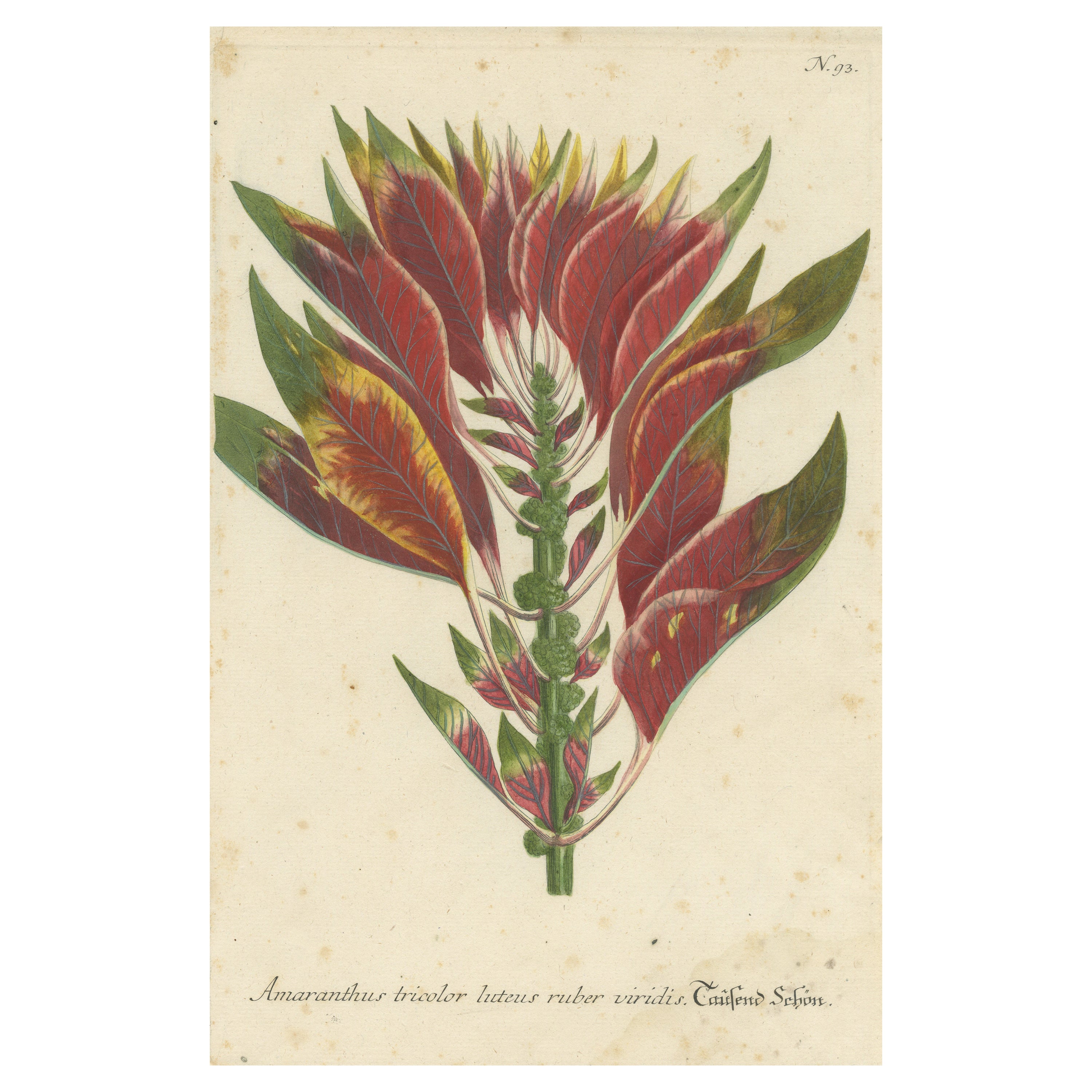 Handgefertigte Mezzotinto-Stickerei von Amaranthus Tricolor