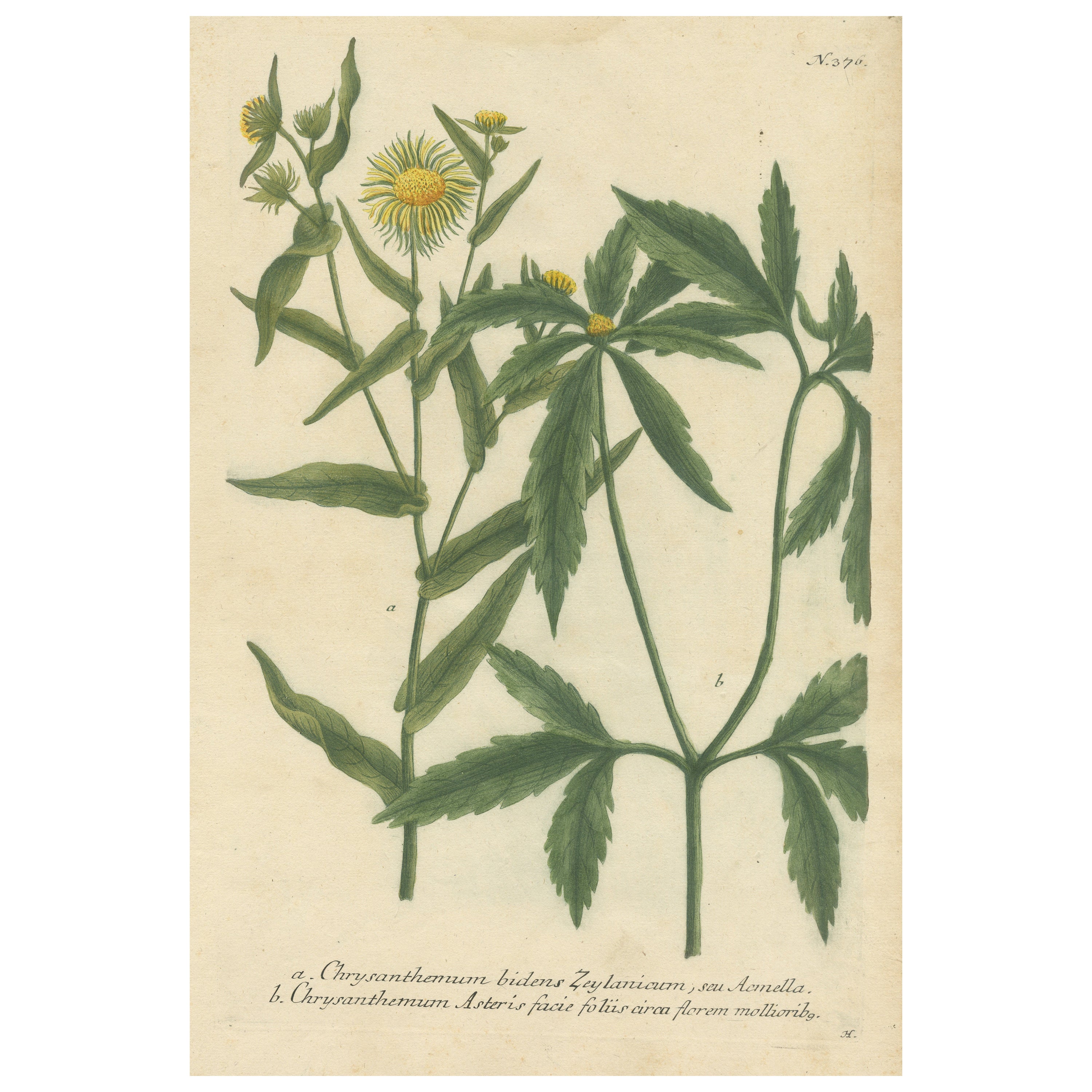 Hand-finished Mezzotint Engraving of two Chrysanthemum species For Sale