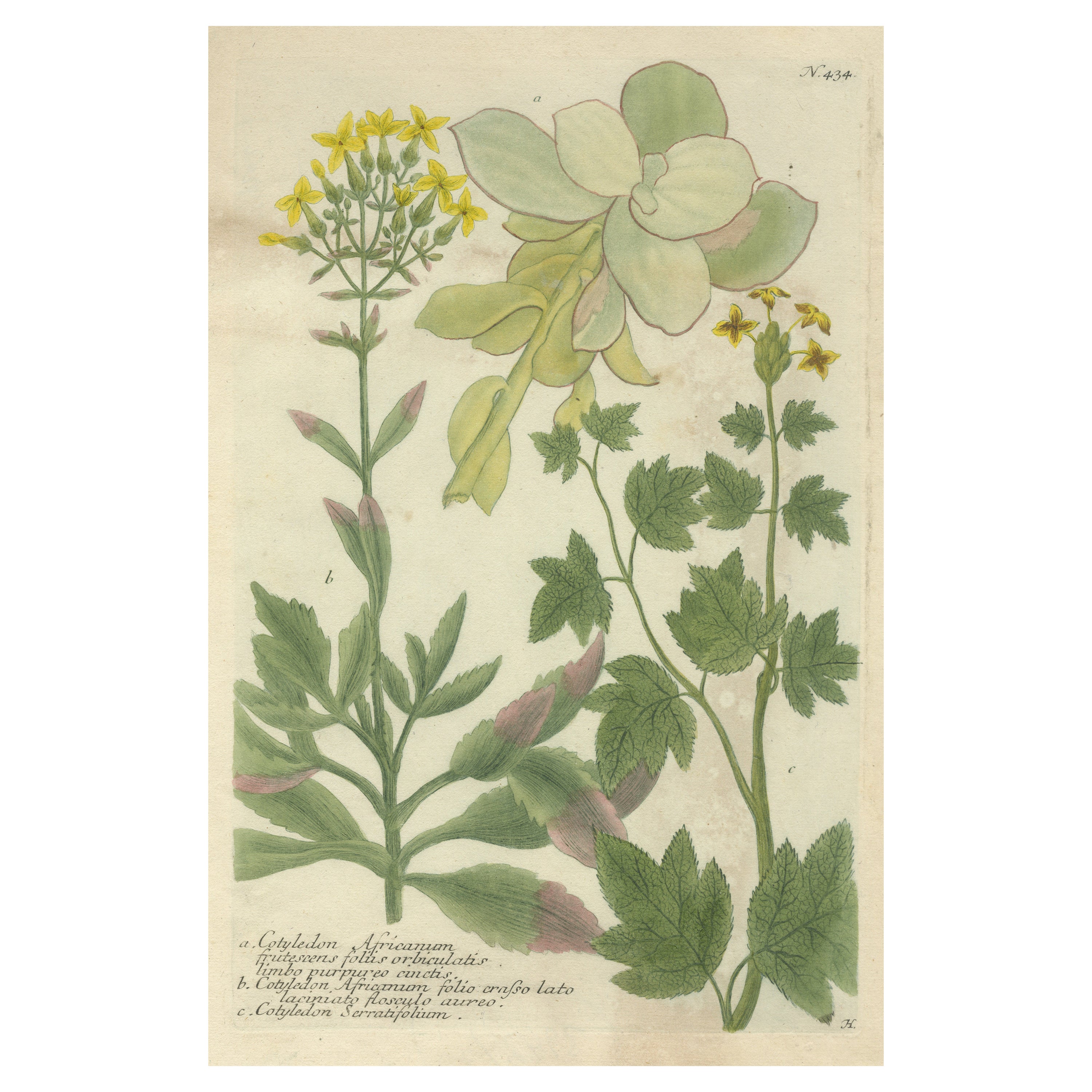 Gravure à la main Mezzotint de trois espèces de cotyledons
