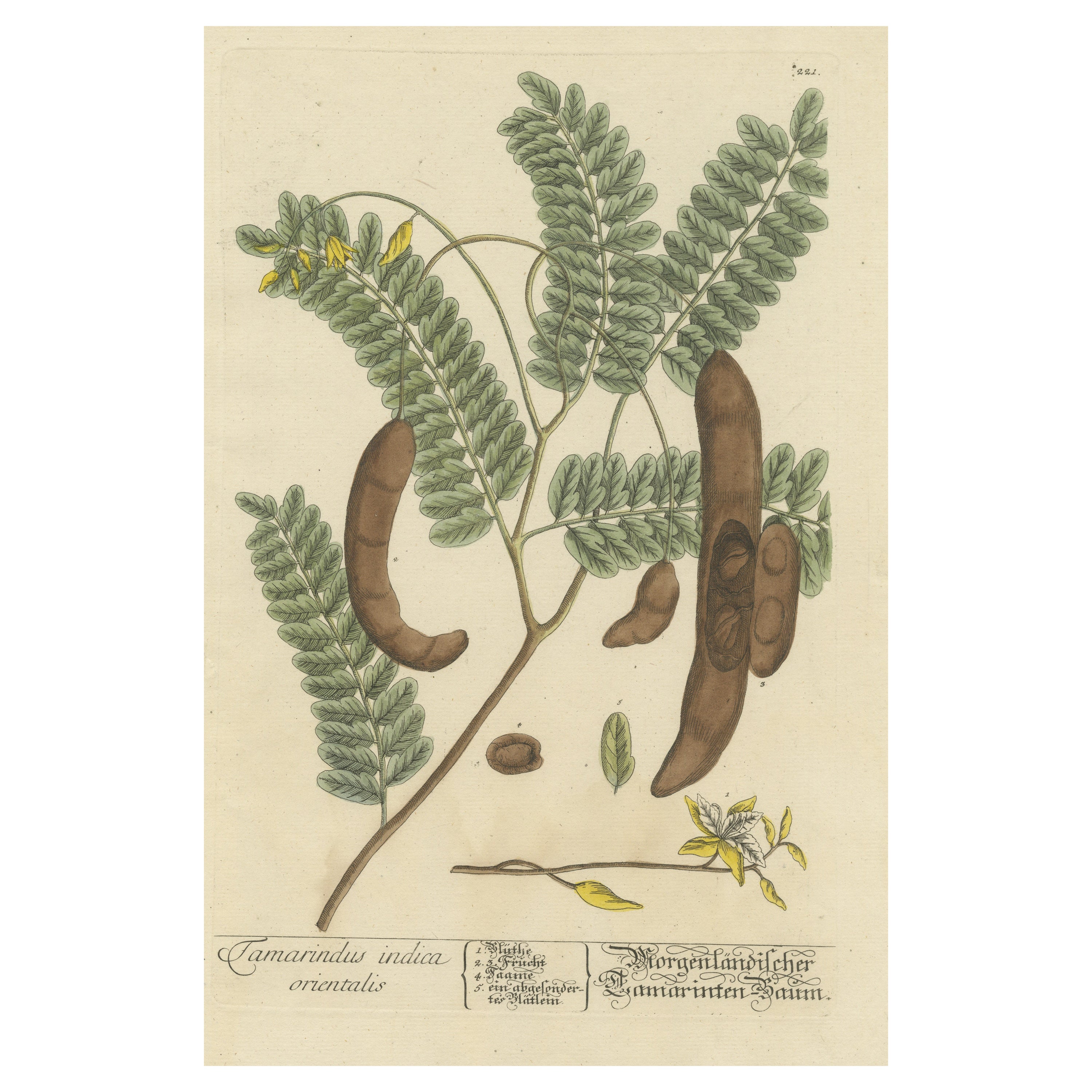 Impression botanique ancienne d'un arbre de Tamarind