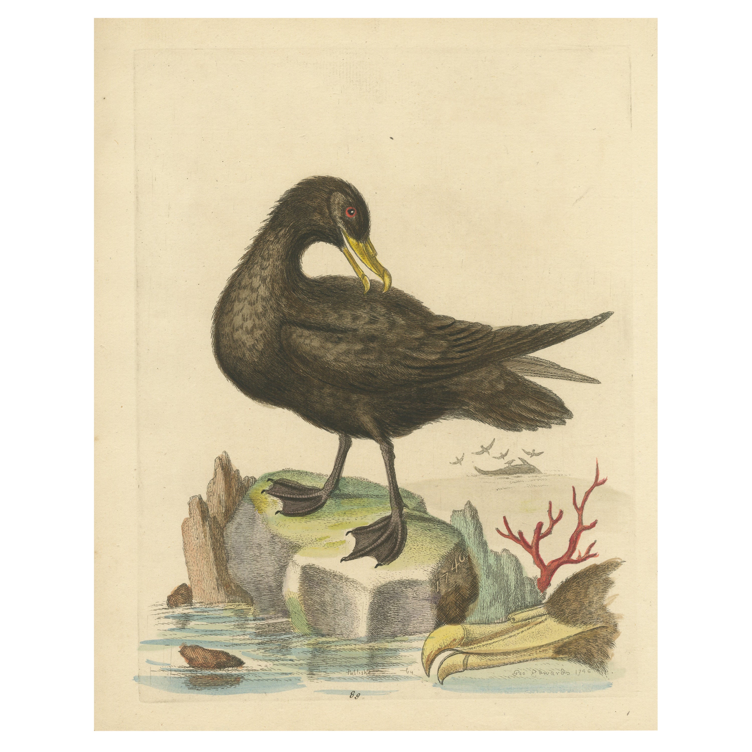 Antiker Vogeldruck des großen schwarzen Petrel