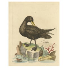 Antique Bird Print of the Great Black Petrel