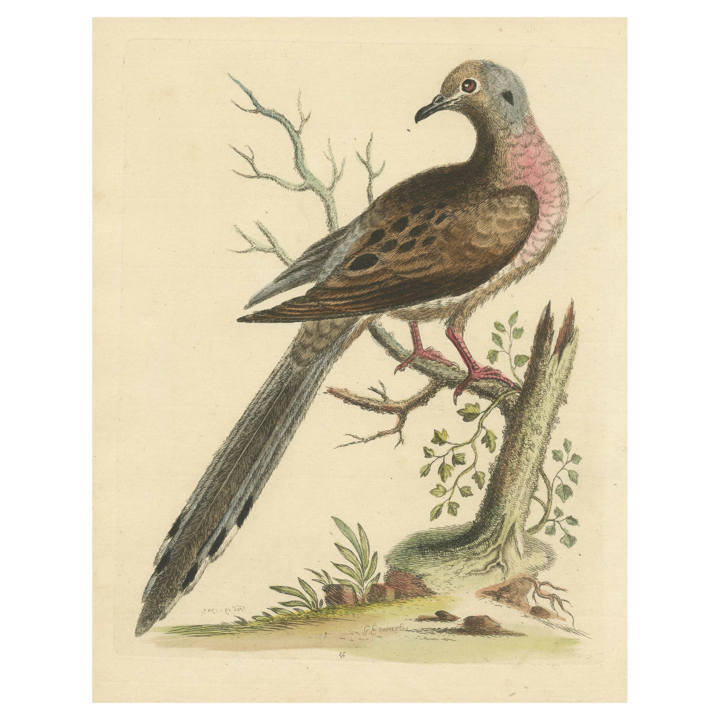 Impression ancienne d'oiseau en forme d'oiseau de passager ou de pigeon sauvage en vente
