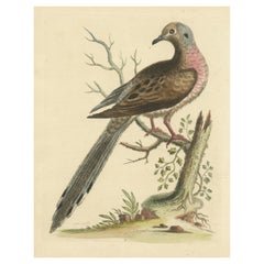 Antiker Vogeldruck des Passenger Pigeon oder Wildschwein