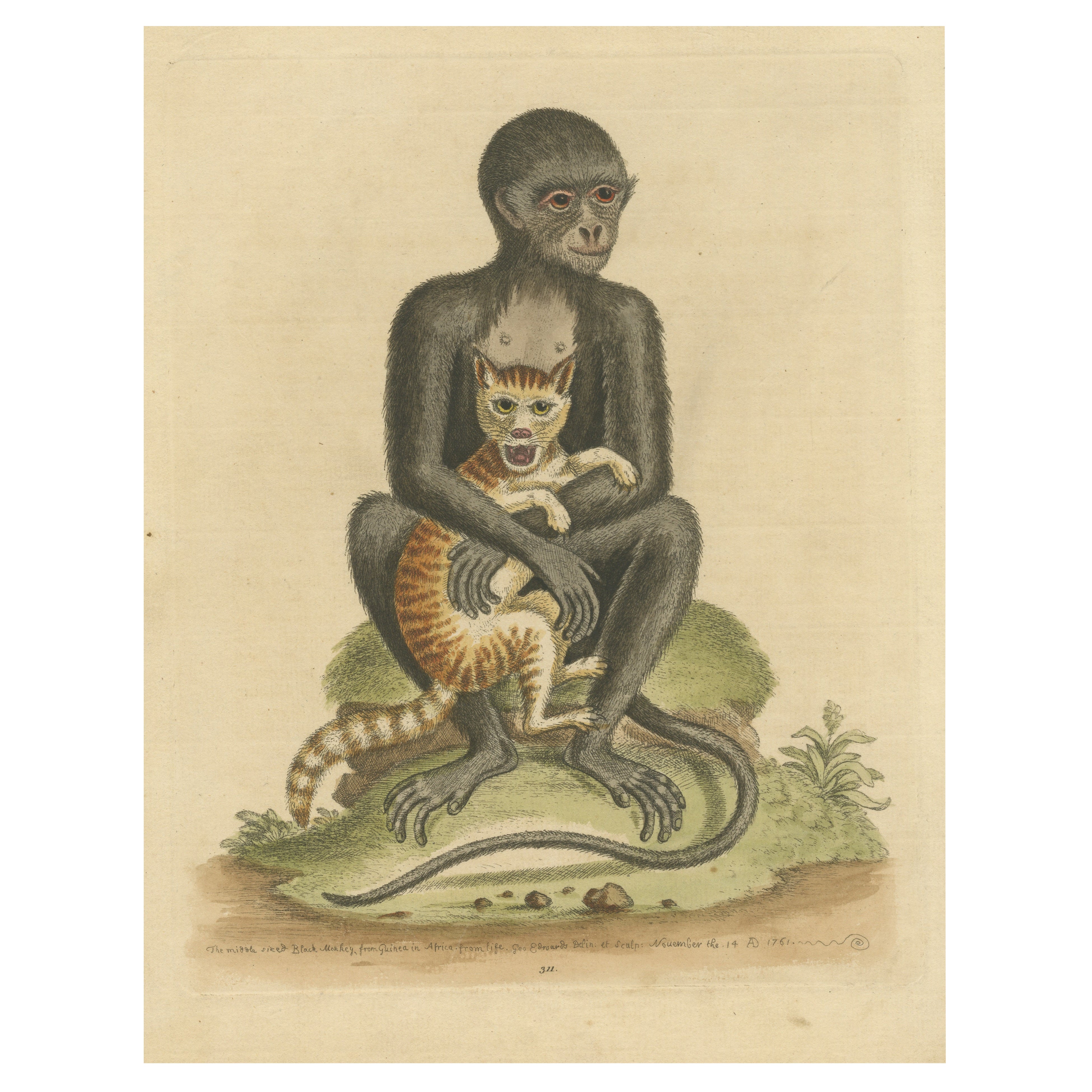 Gravure ancienne d'un singe noir de taille moyenne en vente