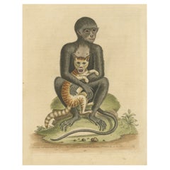 Antique Print of a middle-sized Black Monkey