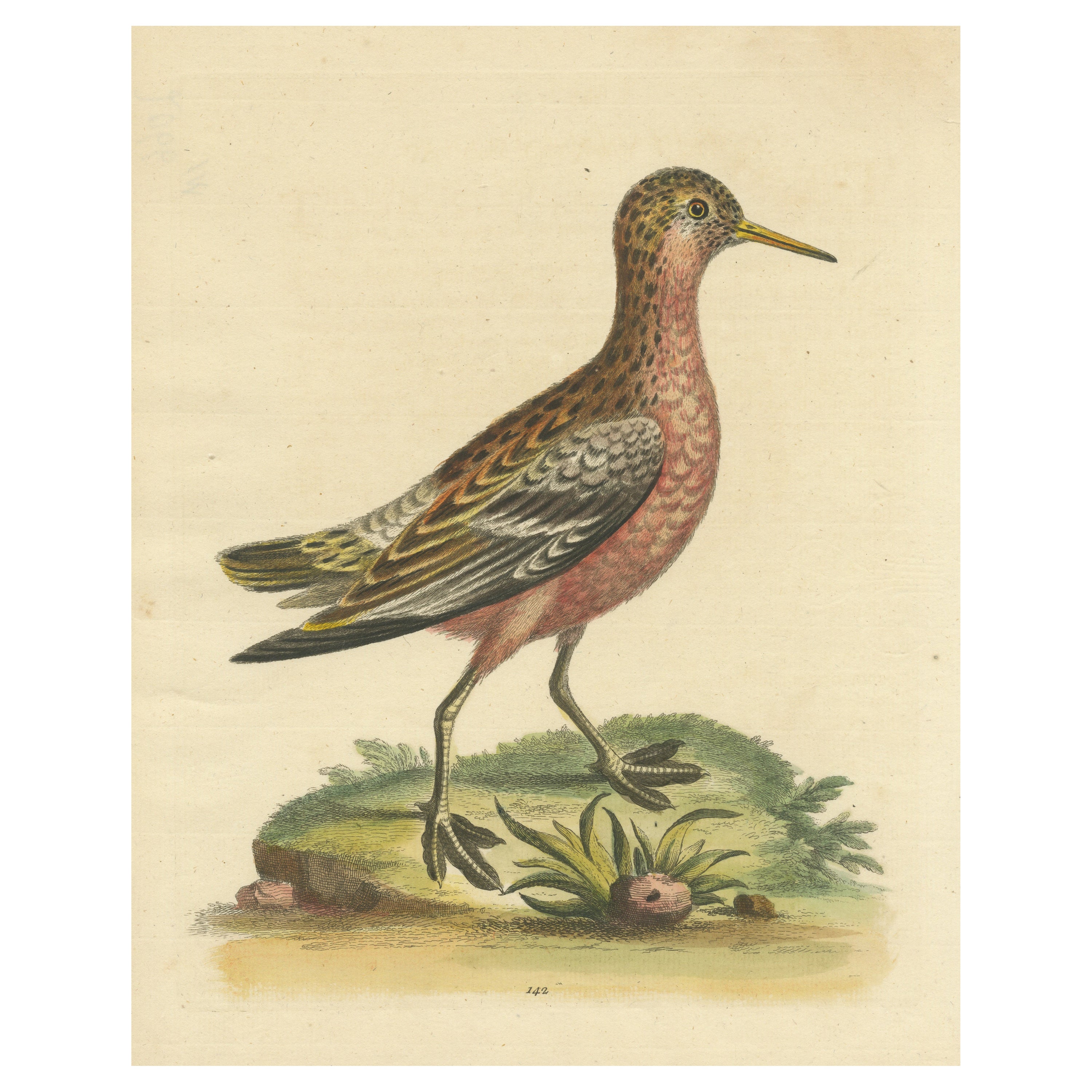 Antique Bird Print of a Sandpiper For Sale