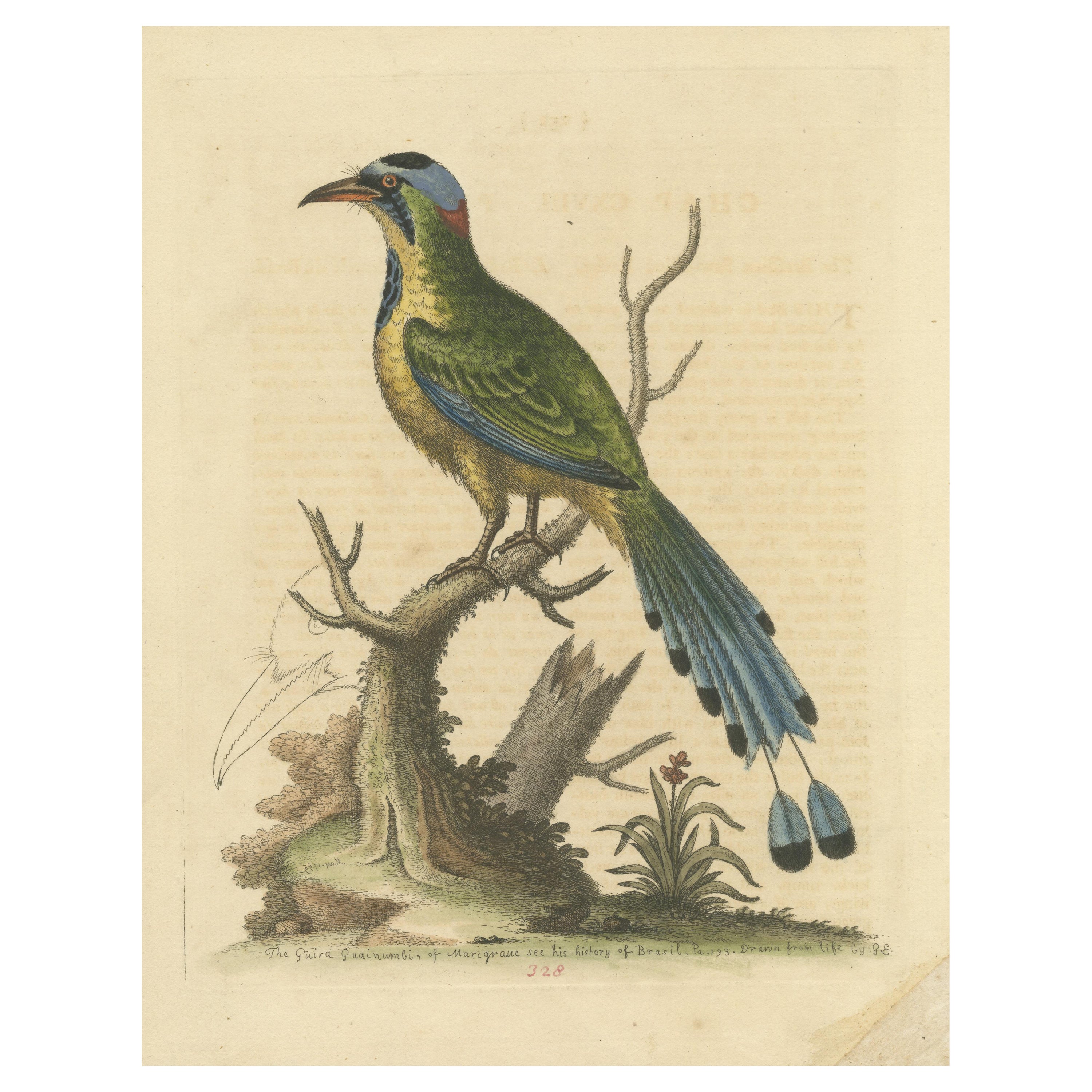 Antique Bird Print of the Brasilian Saw-Billed Roller For Sale