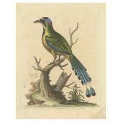 Antique Bird Print of the Brasilian Saw-Billed Roller