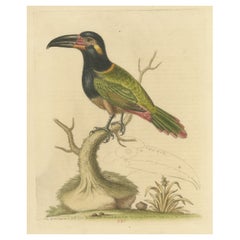 Antique Bird Print of the Green Toucan 
