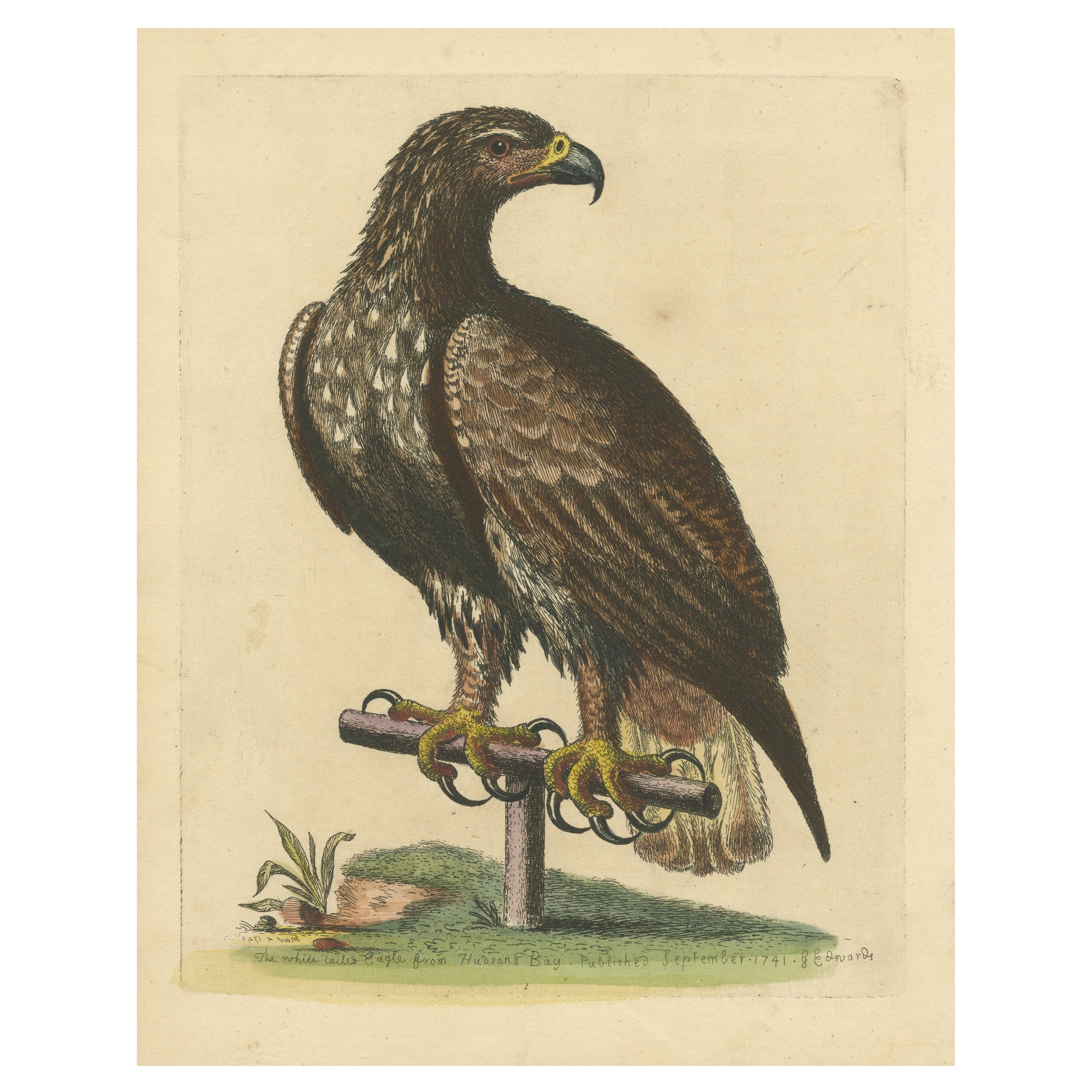 Antique Bird Print of the White-Tailed Eagle For Sale