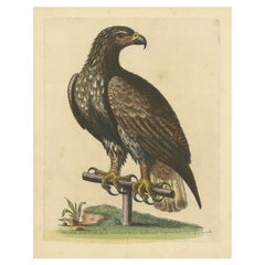 Antique Bird Print of the White-Tailed Eagle