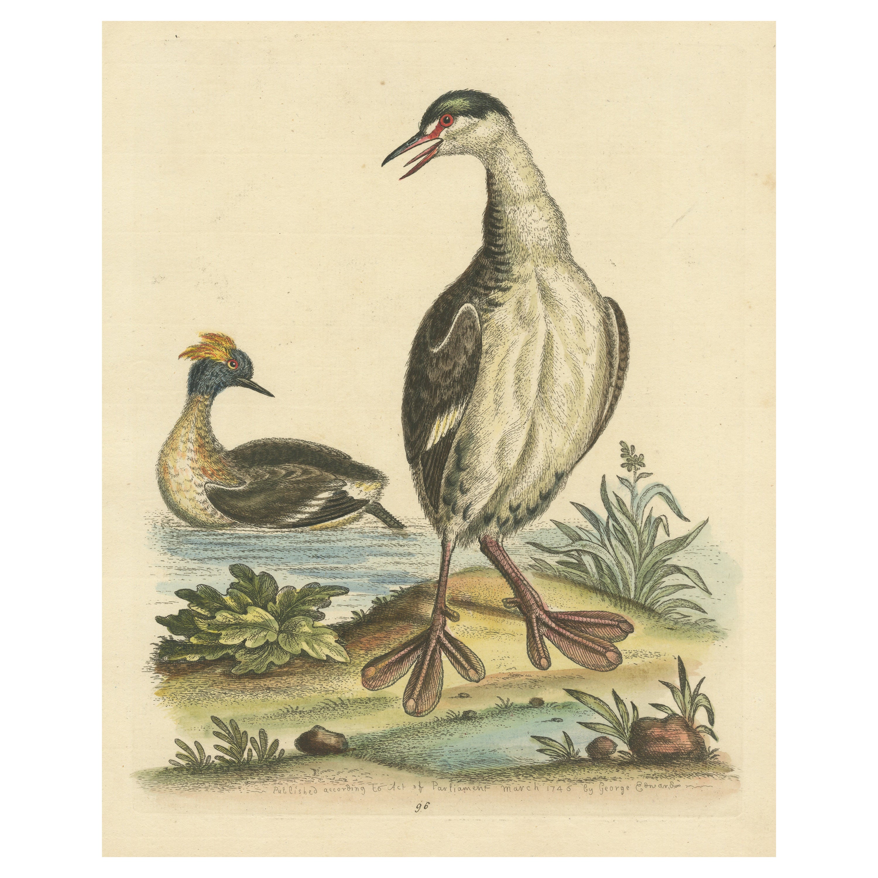 Antique Bird Print of two Grebes For Sale