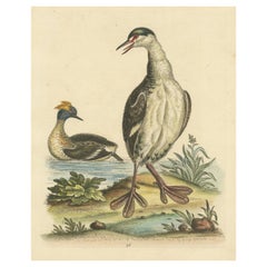 Antique Bird Print of two Grebes