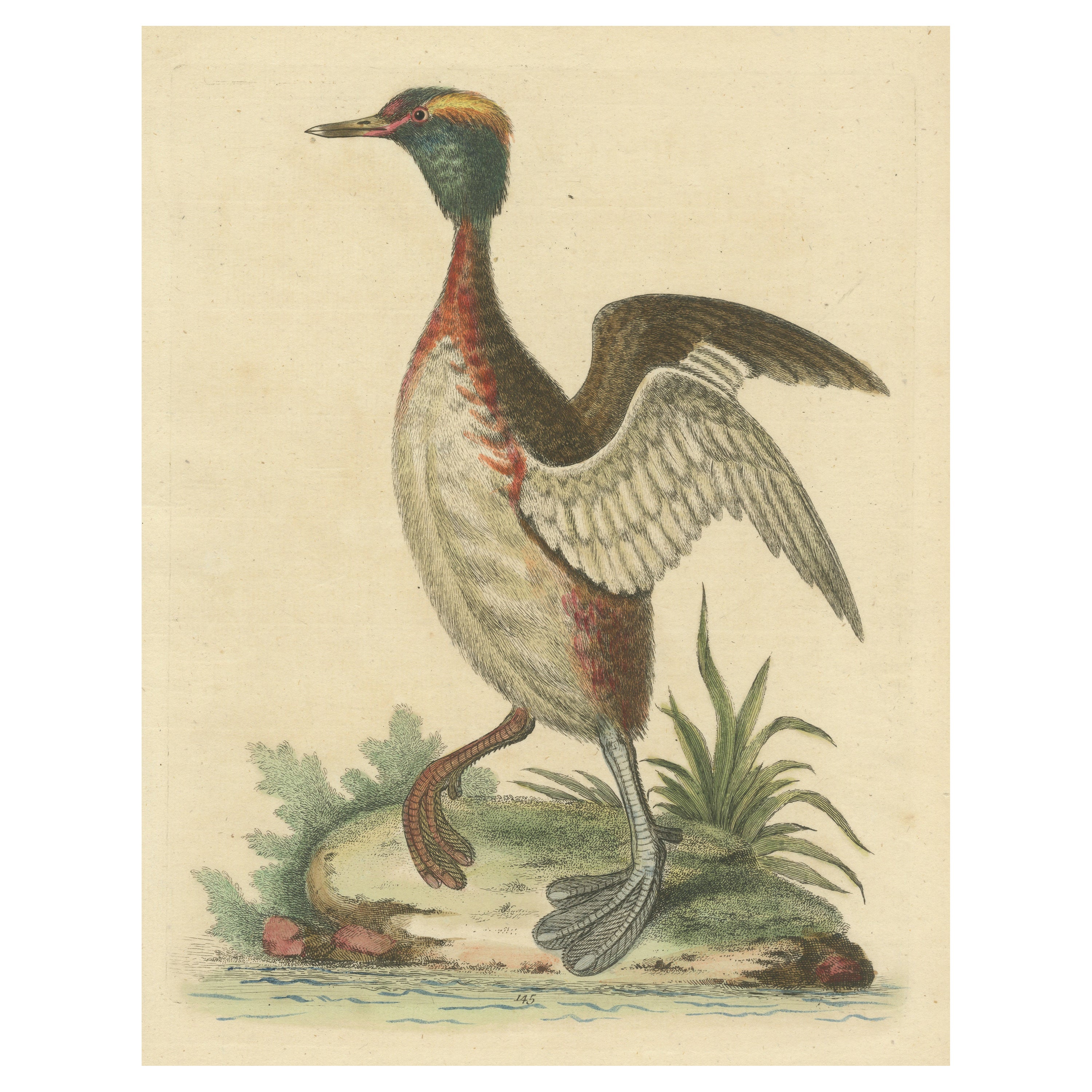 Antique Bird Print of a Horned Grebe For Sale