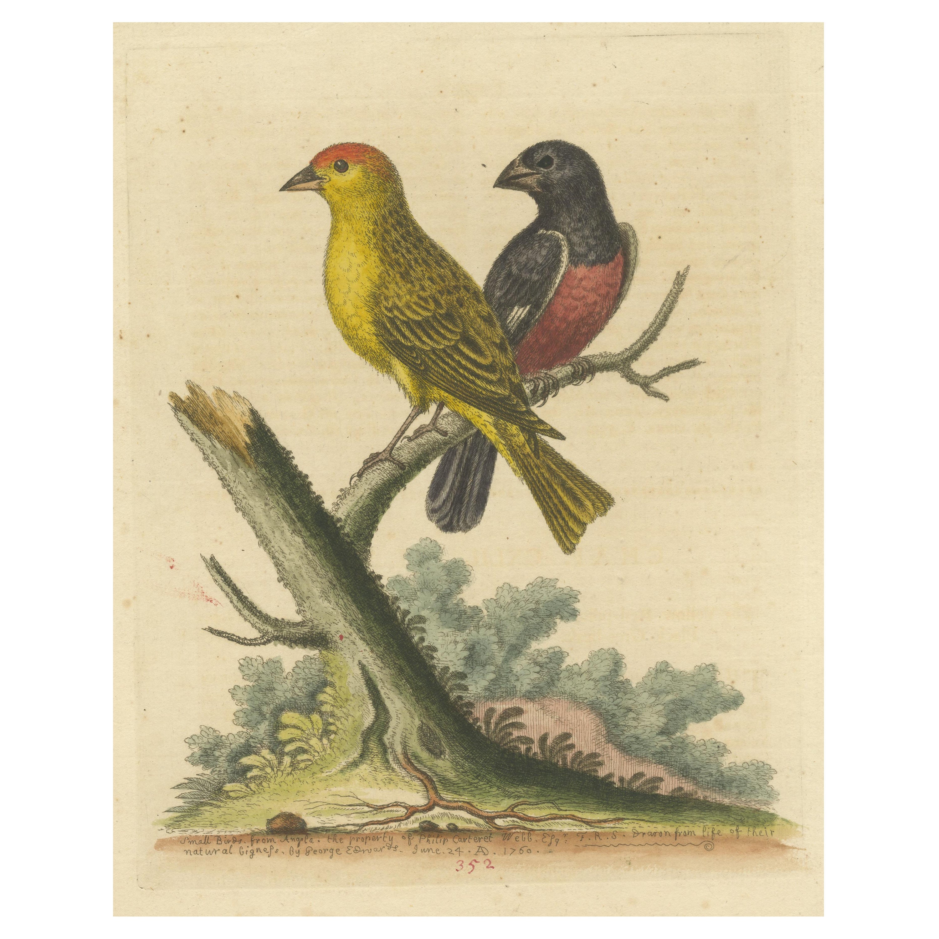 Antique Bird Print of Small Birds from Angola For Sale