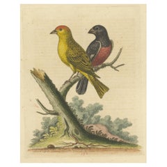 Antique Bird Print of Small Birds from Angola