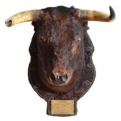 Spanish Fighting Bull Shoulder Mount, "Cabrero", 1st Half 20th century