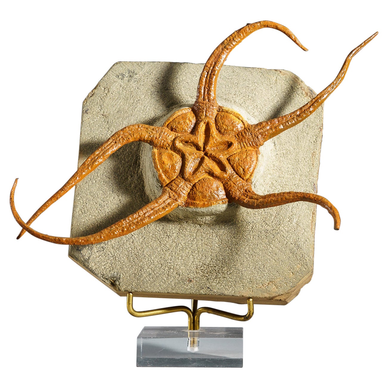 Genuine Ophiuroidea Brittle Star Fossil with Customized Display Stand (1.8 lbs)