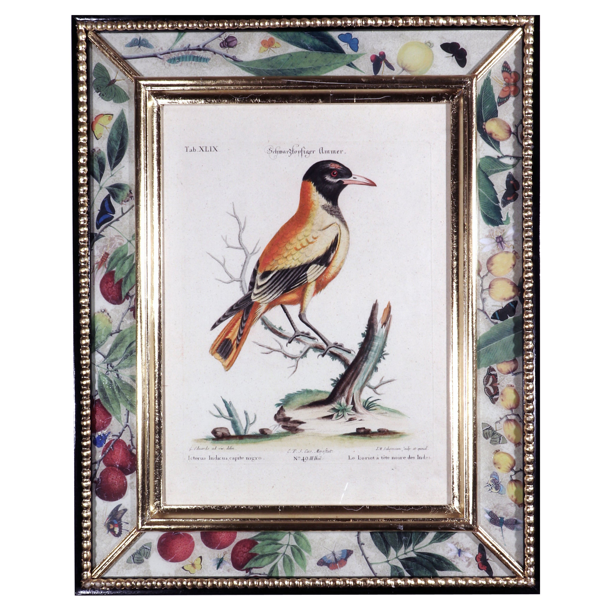 Gravure d'oiseau d'une Oriole par Johann Seligmann, Le Loriot, une déesse des détroits en vente