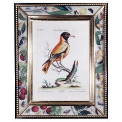 Johann Seligmann Bird Engraving of an Oriole, Le Loriot a tete noires Indes